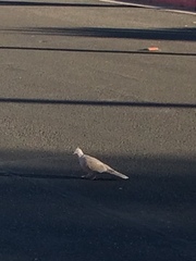 Streptopelia decaocto