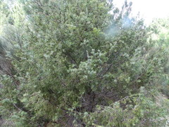 Juniperus oxycedrus badia