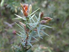 Juniperus oxycedrus badia