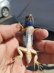 Sceloporus occidentalis