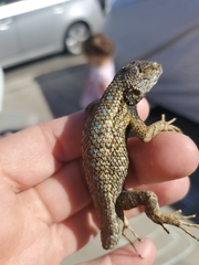 Sceloporus occidentalis