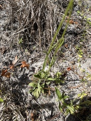 Buchnera floridana image