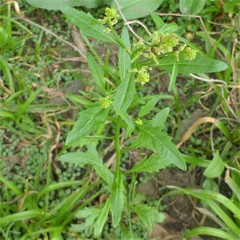 Rorippa sessiliflora