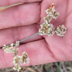 Eriogonum plumatella