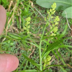 Rorippa sessiliflora
