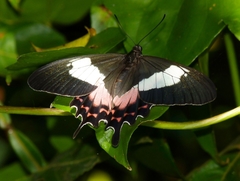 Parides ascanius