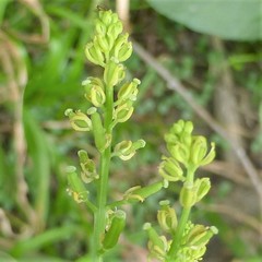 Rorippa sessiliflora