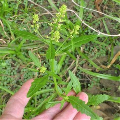 Rorippa sessiliflora