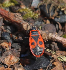 Pyrrhocoris apterus