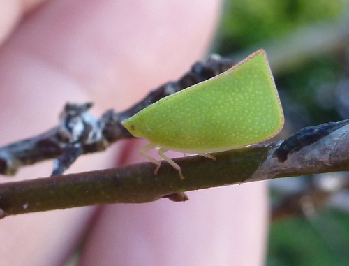 Torpedo Bug photo 6
