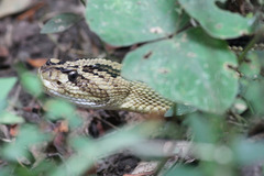 Crotalus mictlantecuhtli