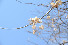 Acer negundo violaceum