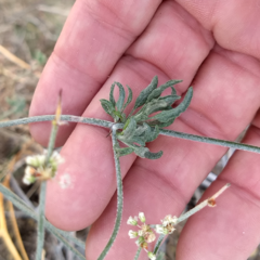 Eriogonum plumatella