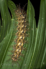 Lonomia electra