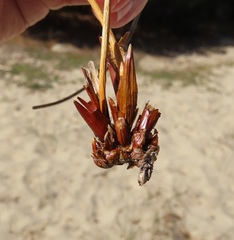Juncus breweri