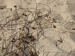 Juncus breweri