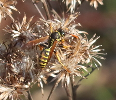 Polistes dominula