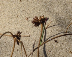 Juncus breweri