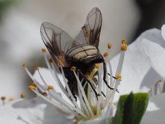 Phasia subcoleoptrata