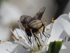 Phasia subcoleoptrata
