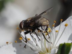 Phasia subcoleoptrata