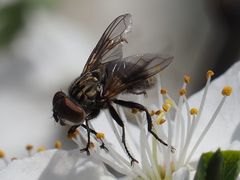 Phasia subcoleoptrata