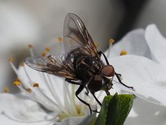 Phasia subcoleoptrata