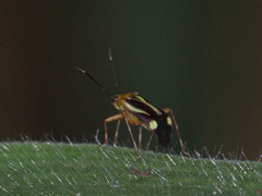 Horciasinus signoreti