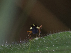 Horciasinus signoreti