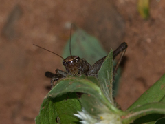 Eneoptera