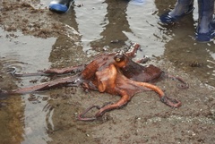 Macroctopus maorum