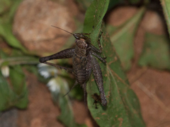 Eneoptera