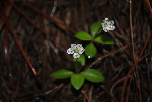 Pseudostellaria himalaica