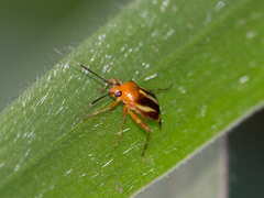 Horciasinus signoreti