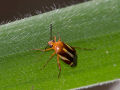 Horciasinus signoreti