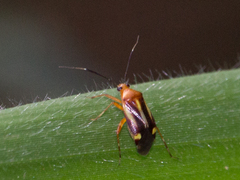 Horciasinus signoreti