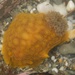 Wellington Nudibranch - Photo (c) Jon Sullivan, some rights reserved (CC BY)