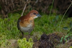 Laterallus xenopterus