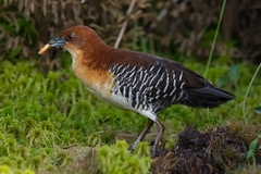 Laterallus xenopterus