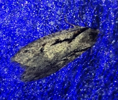 Semioscopis avellanella