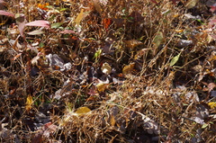 Microstegium vimineum