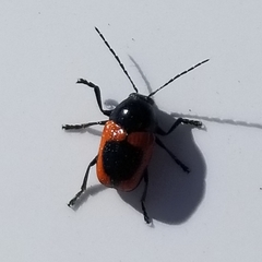 Cryptocephalus notatus