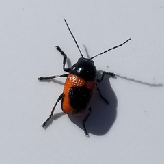 Cryptocephalus notatus