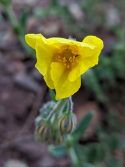 Helianthemum