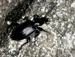 Limodromus