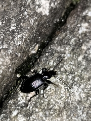 Limodromus