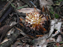 Langsdorffia hypogaea