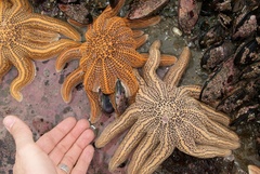 Reef Sea Star - Photo (c) Jon Sullivan, some rights reserved (CC BY)