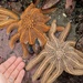 Reef Sea Star - Photo (c) Jon Sullivan, some rights reserved (CC BY)