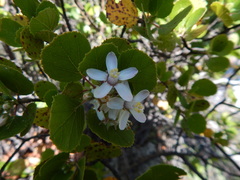 Pterostemon rotundifolius